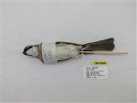 藏品(白頭翁)的圖片